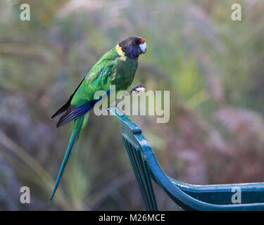 An Australian Ringneck parrot (Barnardius zonarius) perched on the back of a garden chair on Molloy Island, near Augusta, Western Australia Stock Photo