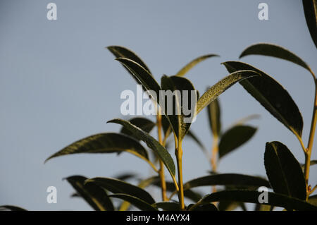 Prunus laurocerasus, Laurel cherry, White frost Stock Photo