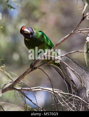 An Australian Ringneck parrot (Barnardius zonarius) on Molloy Island, near Augusta, Western Australia Stock Photo