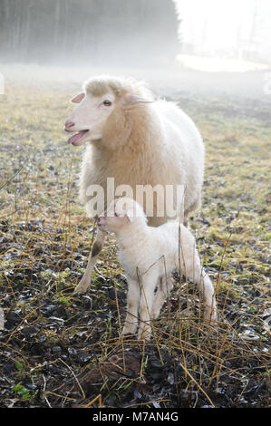 Ewe close lamb on meadow in the morning haze Stock Photo