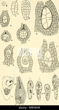 Embryogenesis in plants (1955) (20660304194) Stock Photo