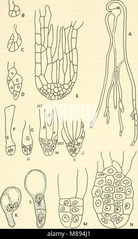 Embryogenesis in plants (1955) (21272519742) Stock Photo