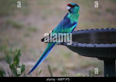 Australian Parrot - Mallee Ringneck (Barnardius zonarius) at bird bath Stock Photo