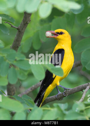 Wielewaal bij zijn nest in Bulgarije; Golden Oriole (Oriolus oriolus) near its nest in Bulgaria Stock Photo