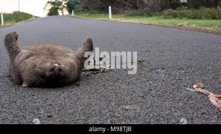 Reports reveal that the number of wild animals killed annually on Tasmanian roads could equate to an unbelievable figure approaching 500 000.  That is almost one per head of this Australian State's population, which in 2017 was almost 520 000.  The State is proud of its efforts in terms of environmental conservation particularly its wildlife such as the Tasmanian Devil. So for many people traveling along the Islands road network it soon becomes apparent the startling number of wildlife 'Roadkill'. Stock Photo