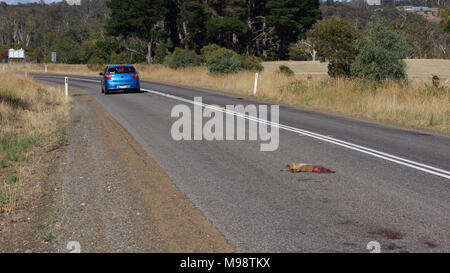 Driven on - the wildlife roadkill victim is left to the elements on Tasmanian country road.Reports reveal that the number of wild animals killed annually on Tasmanian roads could equate to an unbelievable figure approaching 500 000.  That is almost one per head of this Australian State's population, which in 2017 was almost 520 000. The State is proud of its efforts in terms of environmental conservation particularly its wildlife such as the Tasmanian Devil. So for many people traveling along the Islands road network it soon becomes apparent the startling number of wildlife 'Roadkill'. Stock Photo