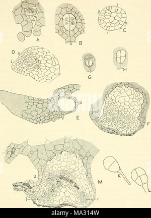 . Embryogenesis in plants Stock Photo