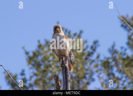 Portrait of a Red Tailed Hawk in Lincoln, Rhode Island. Stock Photo