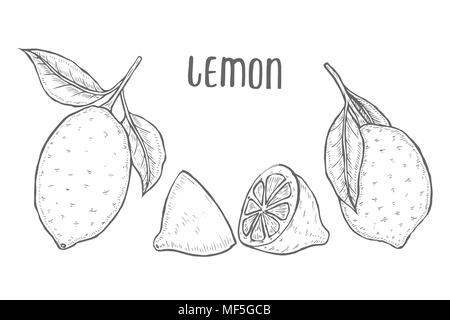 Vector hand drawn lime or lemon set. Whole lemon, sliced pieces, half, leafe and seed sketch. Fruit engraved style illustration. Detailed citrus drawi Stock Vector