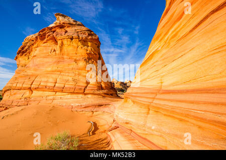 Colorful red and gold stripes in sandstone formations Cottonwood access area South Coyote Buttes Vermilion Cliffs National Monument Arizona USA Stock Photo