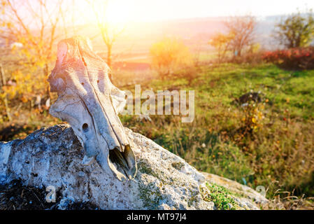 Close-up background of bull's head skeleton lies on the stone against the background of the greenfield. Stock Photo