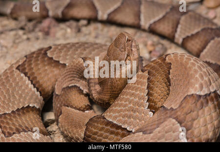 Northern Copperhead (Agkistrodon contortrix) from Gage County, Nebraska, USA. Stock Photo