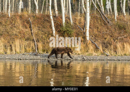 Grizzly bear (Ursus arctos) Hunting spawning salmon. Chilcotin wilderness, British Columbia BC, Canada Stock Photo