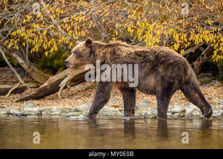 Grizzly bear (Ursus arctos) Hunting spawning salmon. Chilcotin wilderness, British Columbia BC, Canada Stock Photo