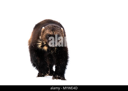 Wolverine advancing in a snowy springtime Stock Photo