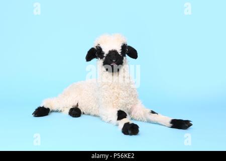 lamb Stock Photo