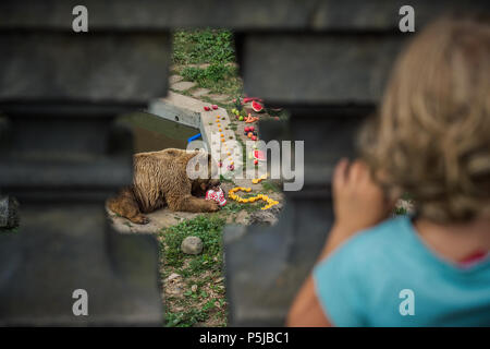 Zakupy, Czech Republic. 27th June, 2018. Brown bear (Ursus arctos) called Medousek celebrates his 25th birthday at the Zakupy Chateau, Czech Republic, on June 27, 2018. Credit: Radek Petrasek/CTK Photo/Alamy Live News Stock Photo