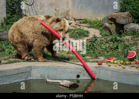 Zakupy, Czech Republic. 27th June, 2018. Brown bear (Ursus arctos) called Medousek celebrates his 25th birthday at the Zakupy Chateau, Czech Republic, on June 27, 2018. Credit: Radek Petrasek/CTK Photo/Alamy Live News Stock Photo