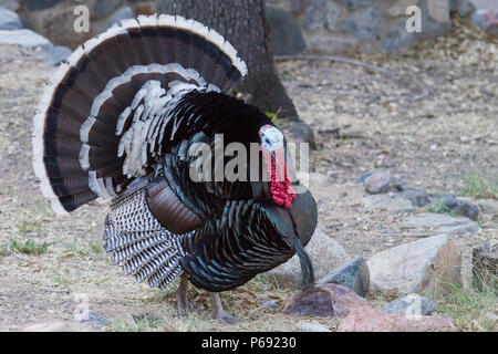 A strutting wild turkey gobbler. Stock Photo