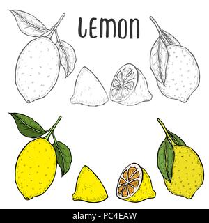 Whole lemon, sliced pieces, half, leafe and seed sketch. Fruit engraved style illustration. Detailed citrus drawing. Great for water, juice, detox dri Stock Vector