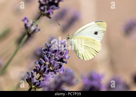 small cabbage white (Pieris rapae) on lavender Stock Photo