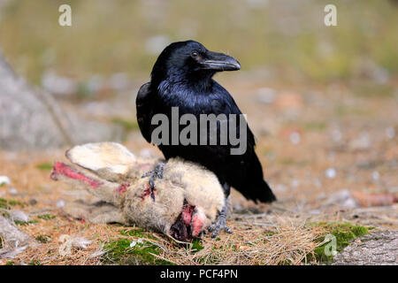 Common Raven, adult, Zdarske Vrchy, Bohemian-Moravian Highlands, Czech Republic, (Corvus corax) Stock Photo