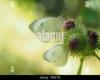 Beautiful image of Pieris Rapae butterfly aka Small cabbage white. Differential focus and backlit for attractive background with copyspace. Stock Photo