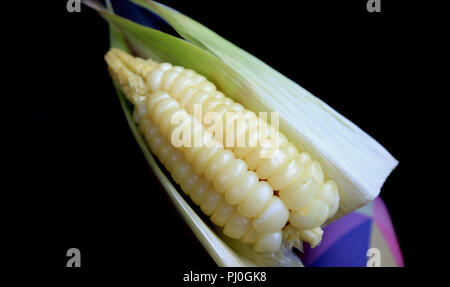 Boiled large kernel Peruvian corn or Cuzco corn that called Choclo in Spanish, popular snack found in Cuzco region of Peru, South America Stock Photo