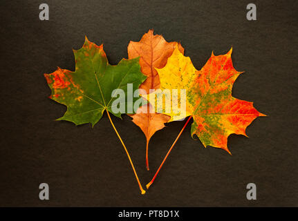 Colorful Autumn leaves on a black background Stock Photo