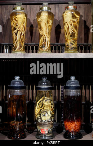 Museum of Traditional Vietnamese Medicine.  Bottle with herbs, ginseng  and  snake wine. Pharmacy.  Ho Chi Minh City. Vietnam. Stock Photo