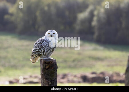 Female Snowy Owl (Bubo scandiacus) perching on post at staring Stock Photo