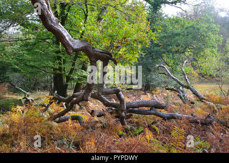 woodland scene of ancient oaks and beech trees ,living and fallen in the new forest Stock Photo