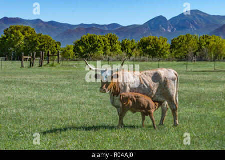 Longhorn Cow with Feeding Calf in Green Pasture with Fence, Trees and Mountains on a bright sunny day Stock Photo