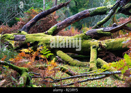 Old moss covered tree fallen to the ground in the New Forest National Park, Hampshire, UK, England Stock Photo