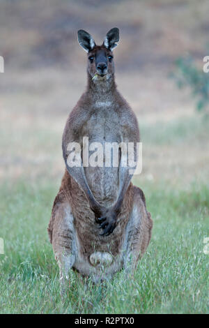 male western grey kangaroo standing on back legs looking forward avon valley western australia Stock Photo