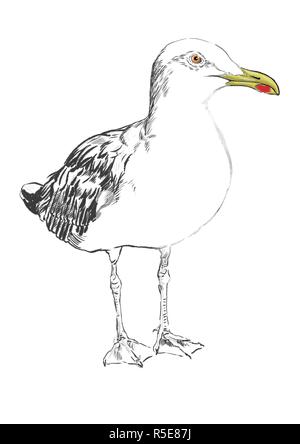 seagull illustration art Stock Photo