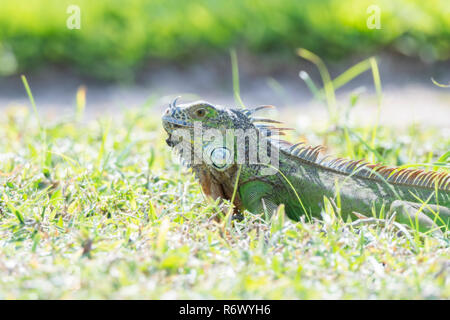 A Green Iguana Eats Grass on a Beach in Punta de Mita, Nayarit, Mexico Stock Photo