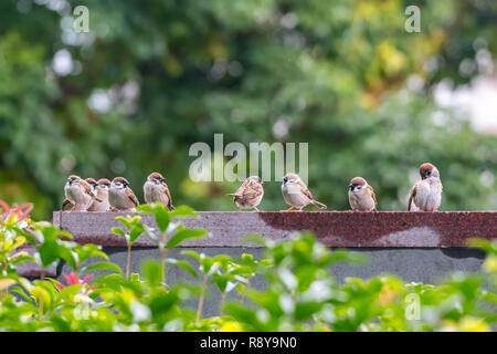 A social gathering of Eurasian tree sparrows [Passer montanus] Stock Photo