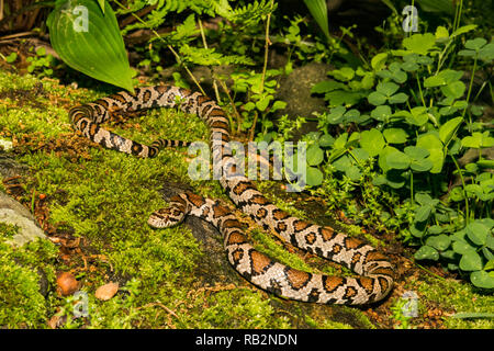 Eastern Milk Snake (Lampropeltis triangulum) Stock Photo