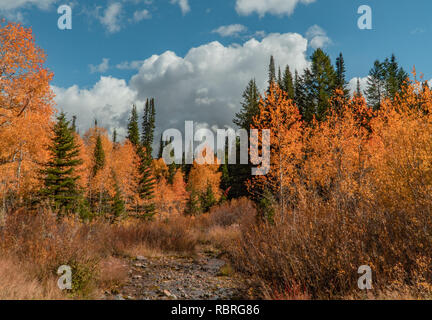 Fall in the Wasatch National Forest Stock Photo