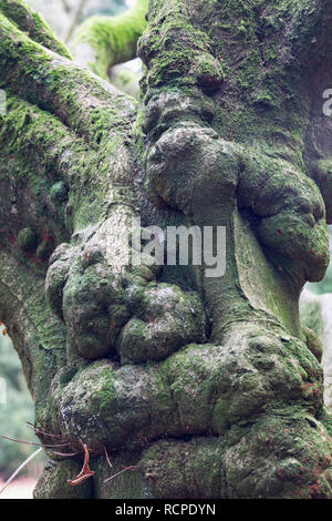 Close up of a large old knobbly tree trunk with moss at Westonbirt, The National Arboretum, Gloucester, UK Stock Photo