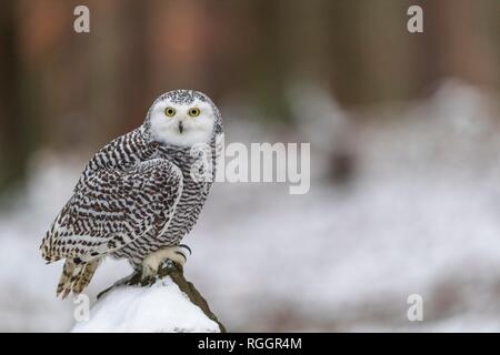 Snowy owl (Nyctea scandiaca), sitting on a snowy rock, adult, captive, Czech Republic Stock Photo