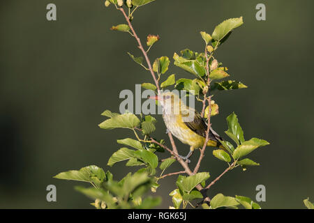 Golden Oriole Oriolus oriolus Stock Photo