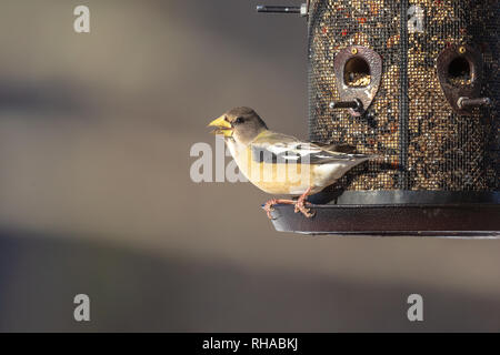 Evening grosbeak - female Stock Photo