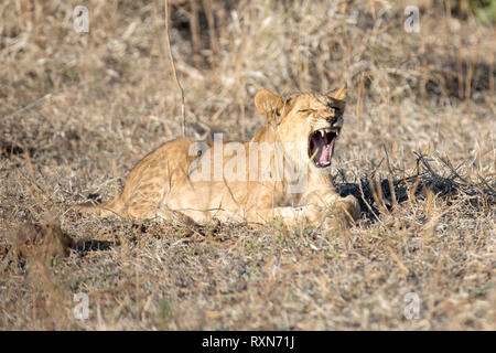 A young lion cub yawning showing its teeth Stock Photo