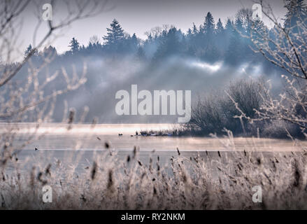 Deer Lake Mist, British Columbia. Sunshine and mist on Deer Lake in Burnaby, British Columbia. Stock Photo