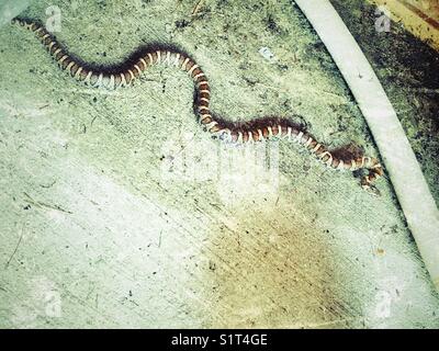 Eastern Milksnake (Lampropeltis triangulum) slithering along floor of a shed in Clarington, Ontario, Canada Stock Photo