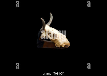 Bull skull isolated on a black background. Cow skull with horns Stock Photo