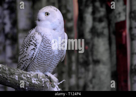 Beautifuk Snowy owl or Bubo scandiacus perches on branch Stock Photo