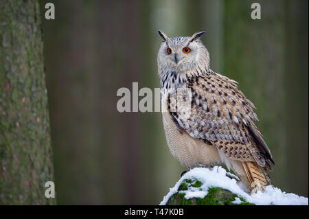 Western siberian eagle owl sitting on snowy rock Stock Photo